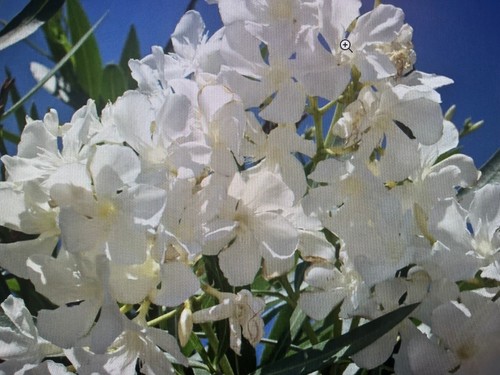 White nerium oleander - nerium, oleander.