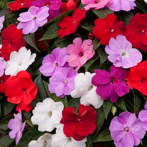 Impatiens busy lizzie seeds - lizzie,