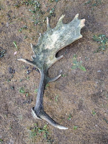 British fallow deer shed - british,