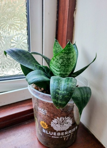 Snake plant pot - plant, in