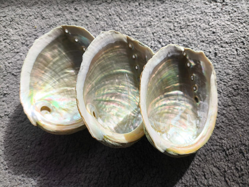 Abalone shell natural large - natural,
