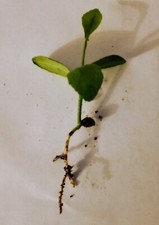 Lemon tree young sapling ready