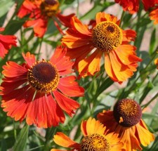 50 SEEDS Helenium Chipperfield