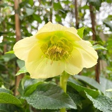 Hellebore orientalis LUCREZIA