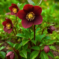 1 Large Plant - Hellebore Star