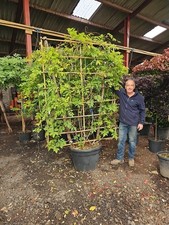 8-9ft + Wisteria Sinensis