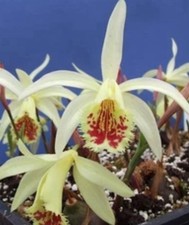Pleione (Himalayan/Windowsill