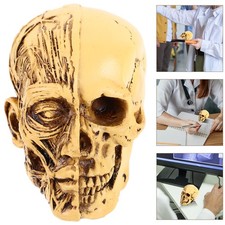 Human Skull Anatomical Model Adult Human Anatomy Head Skeleton Teaching Model