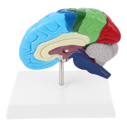 Human brain structure model - structure,