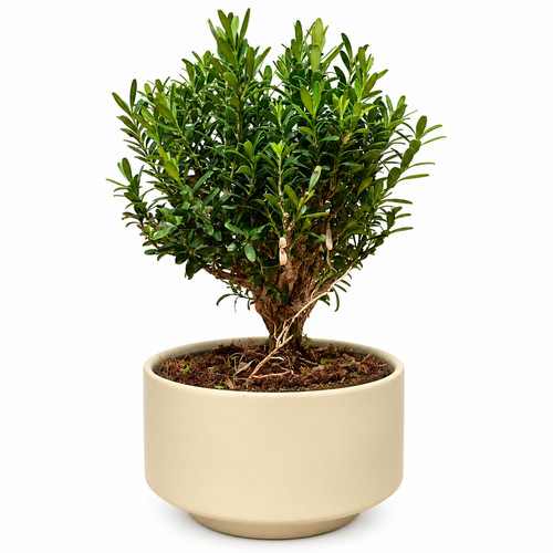 Buxus boxwood mature - boxwood,