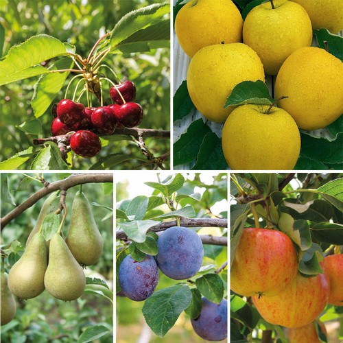 Mini fruit tree - mini, patio