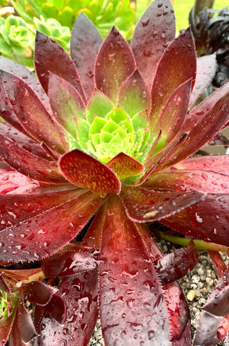 Aeonium black magic plant in - aeonium, 'black