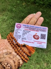LAB CERTIFIED 5 Mukhi