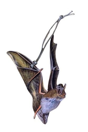 Bechstein bat christmas tree - bechstein's,
