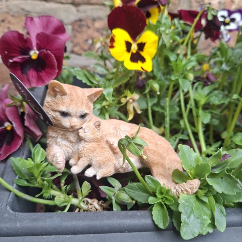 Vivid arts ginger mother cat - arts,
