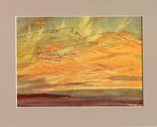 Peter Scott  ~ Pinkfeet Fly From Holkham Fresh Marsh at dusk~ Genuine Print 1942