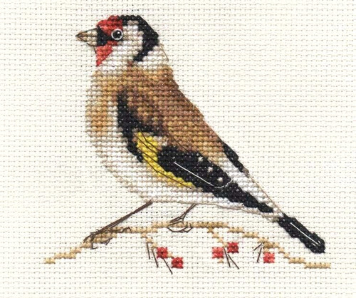 Goldfinch garden bird full - goldfinch,