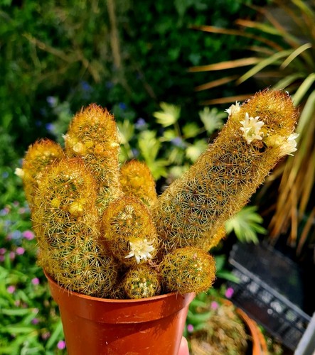 Mammillaria elongata copper - mammillaria,