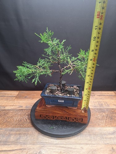 Juniper prebonsai tree - prebonsai,