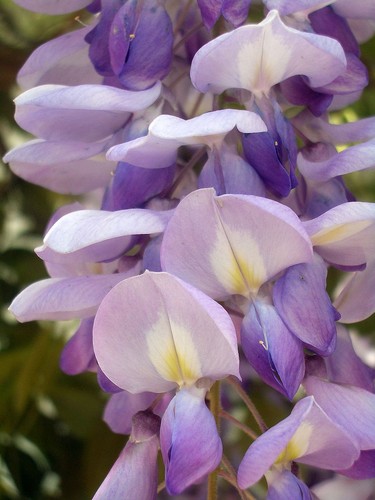 Bonsai wisteria sinensis - -,