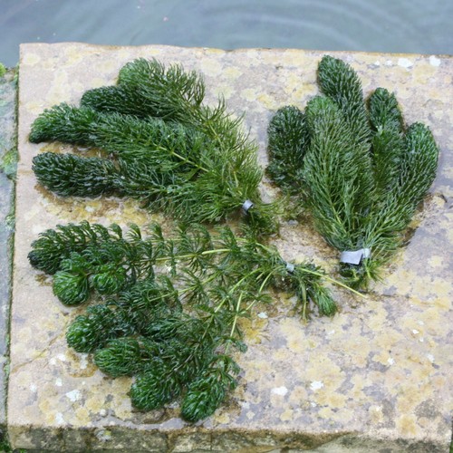 Bunches hornwort - bunches, of