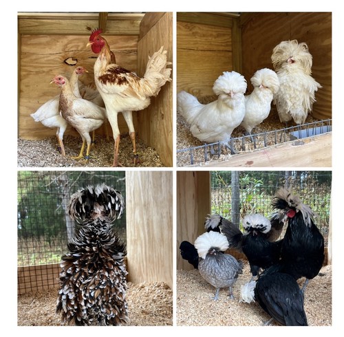 Assorted hatching eggs - hatching, from