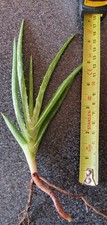 1x Aloe Vera Baby House Plant