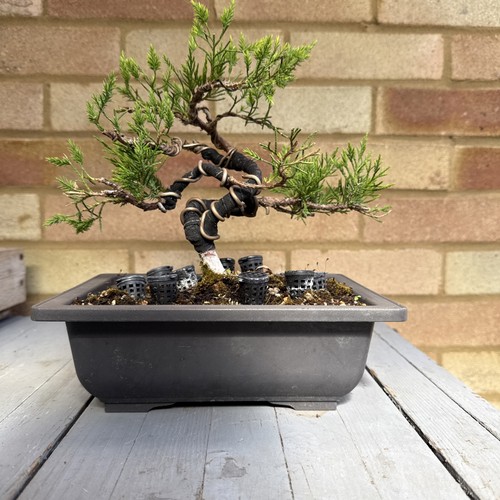 Pre bonsai juniper - pre,