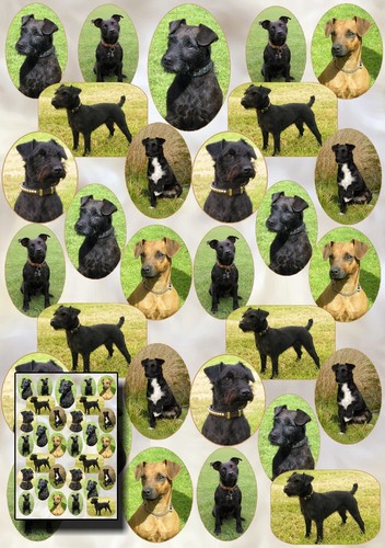 Patterdale terrier dog - terrier, gift