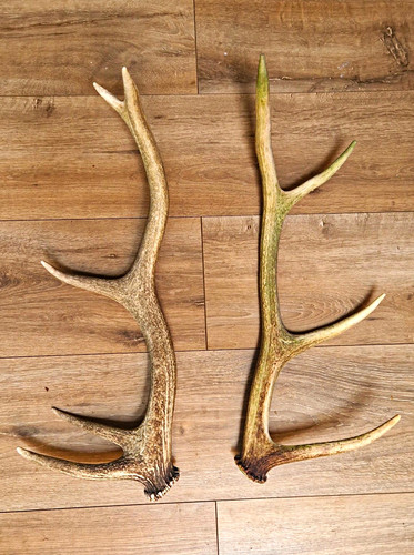 Scottish red stag antlers - stag,