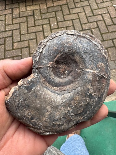 Ready prep large ammonite - to,