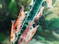 10 x Shrimp lollies Spirulina Sticks - Food for Red Cherry Crystal Tiger shrimp