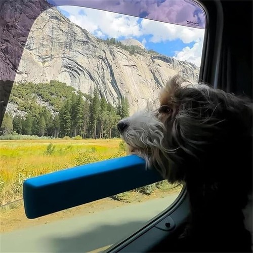 Pet dog car - window, chin
