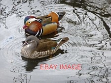 PHOTO  MANDARIN DUCKS (AIX GALERICULATA) PAIR OF MANDARIN DUCKS ON THE POND ON T