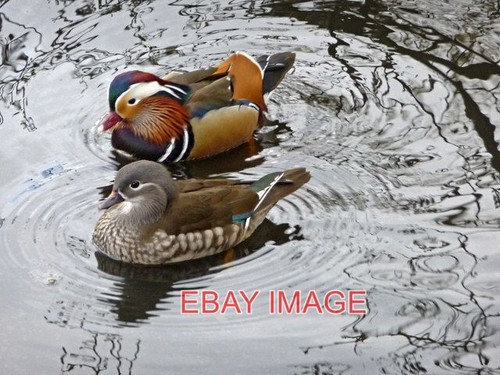 Photo mandarin ducks - photo,
