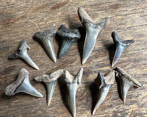 Sharks teeth fossils - sharks,