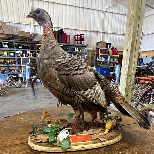 Turkey bird standing taxidermy - turkey,
