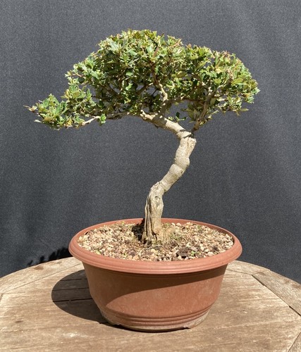 Flowering berberis darwinii - flowering,