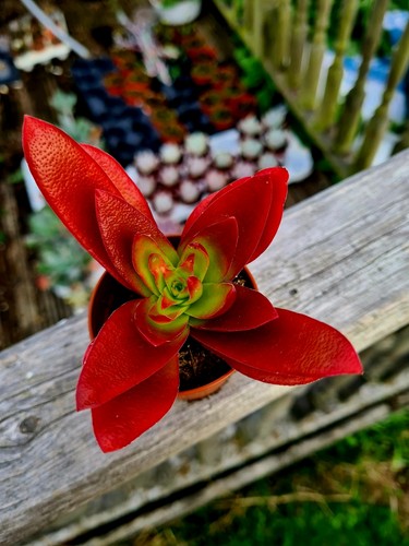 Crassula capitella campfire - crassula, |