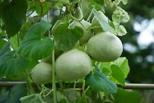 🌼 Bangladeshi, Thai Vegetable, Gul Lau, Kodu, Khodu, Bottle Gourd #1 Quality