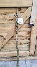 Twisted Twisty Wood Birch