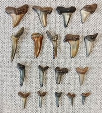 Fossil Sharks Teeth (Pack of