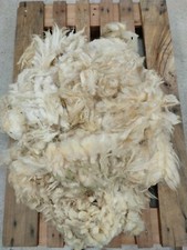 Soft Pure Shetland Fleece, Cream - White. Spinning ~ Felting ~ Weaving ~ Crafts