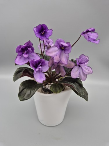 Clackamas foliage miniature - clackamas,