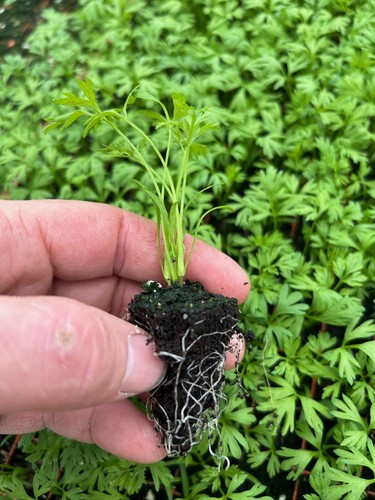 Round carrot plug plants - carrot,