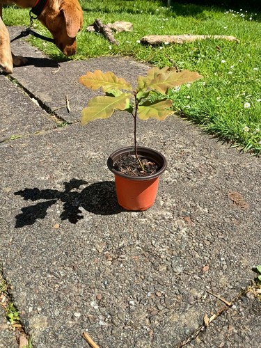 Sessile oak 9cm pot - in, 10-20cm