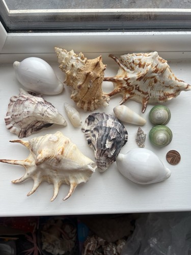 Set seashells - set,
