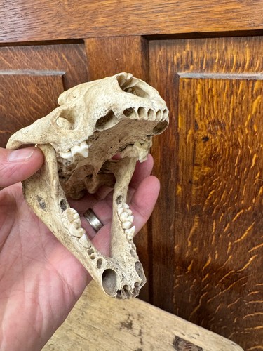 Vintage european badger skull - european,