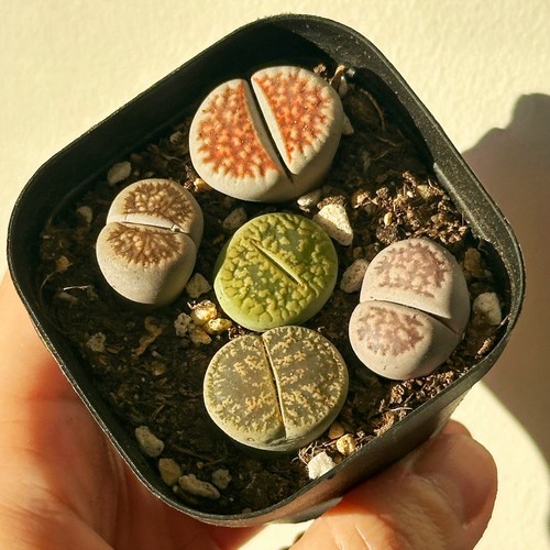 5pcs premium lithops - 5pcs,