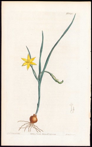 1811 curtis botanical magazine - 1811,